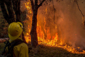 лесные пожары что делать